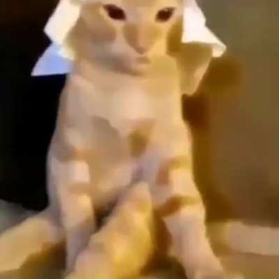 القط العربي 😳