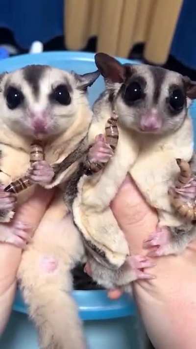 It&rsquo;s lunchtime for these sugar gliders