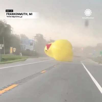 Duck Terrorizes Downtown District