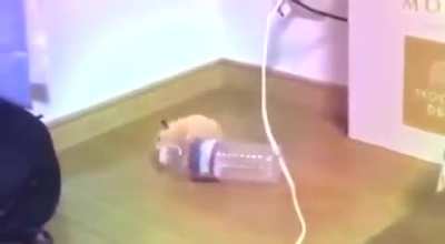 wunk likes to party
