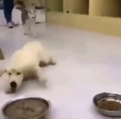 Puede que este perro este re en esa