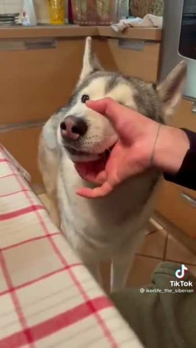 Huskies are so weird