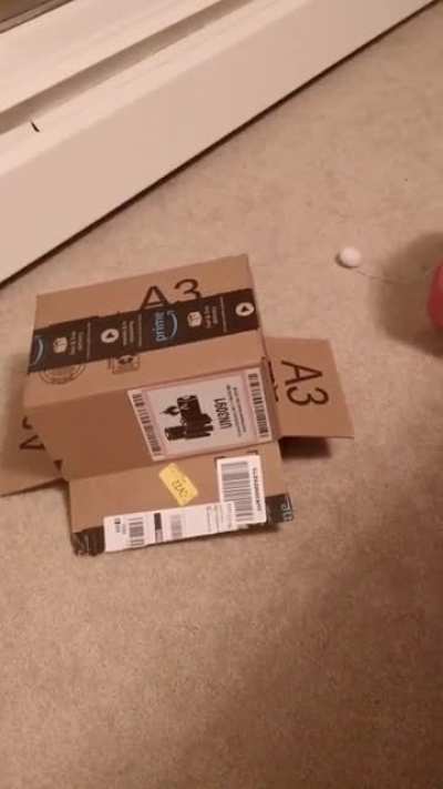 What cat?