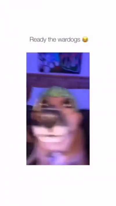 the dog is a PAREDE
