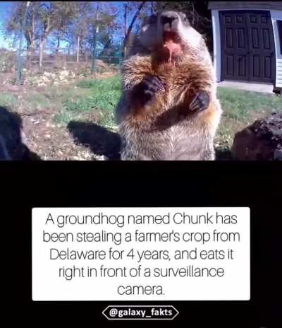 It&rsquo;s Chuck&rsquo;s world those farmers are just living in it. 