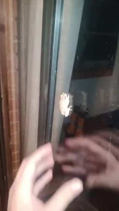 Petting a Frog