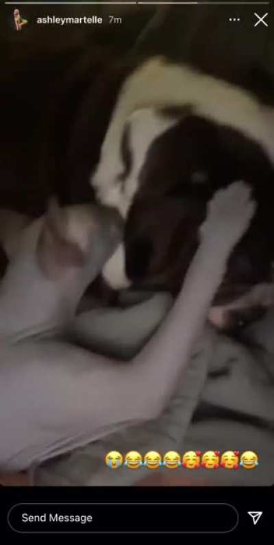 Dog cat and nipple
