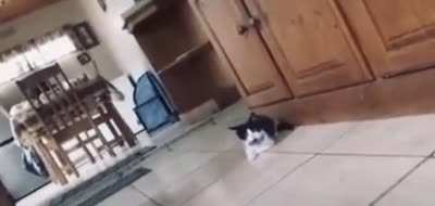 Cat gets scared by fake tiger