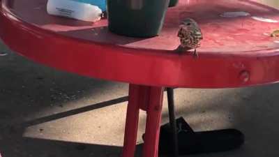 Perfectly cut bird