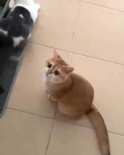 This cat is awesome