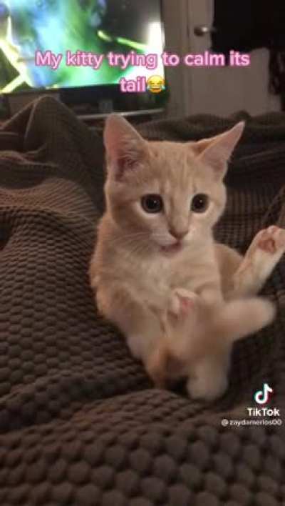 Cat can&rsquo;t control it&rsquo;s own tail (found on TikTok)