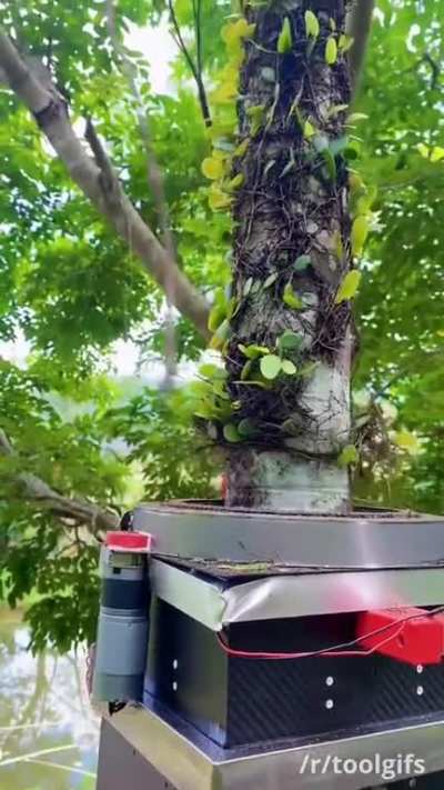 Clearing vine from a tree trunk