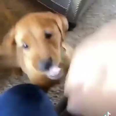 Bitey boi
