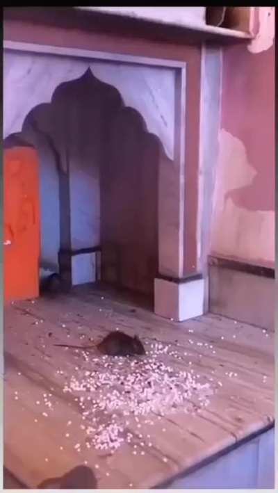 Shree Karni Mataji Temple, Rajasthan. Also called the "rat temple".