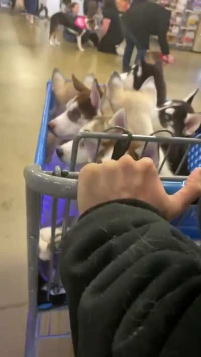 I think we stole the show when we walked into Pet store like that :)