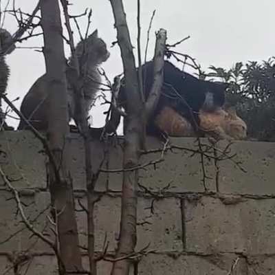 ate no mundo animal