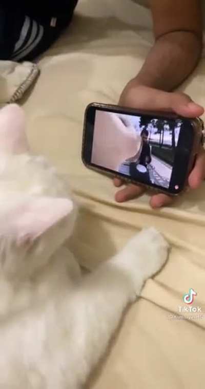 I Founded The Head Shaking Cat.