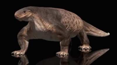 is cotylorhynchus anyone elses favorite 	Synapsid