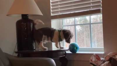 a long puppy named George-Pierre who loves his ball