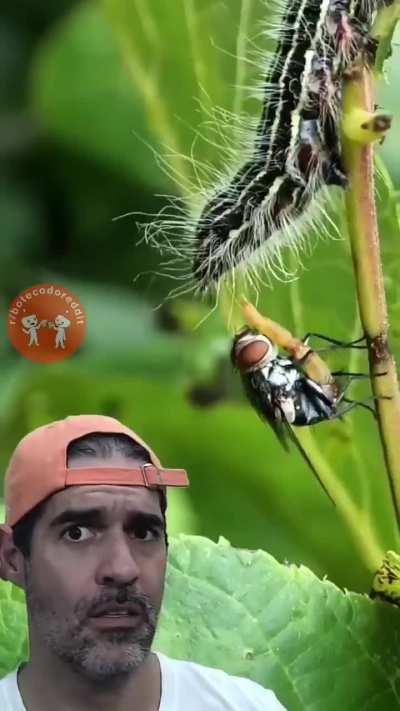 (╯ ͝° ͜ʖ͡°)╯