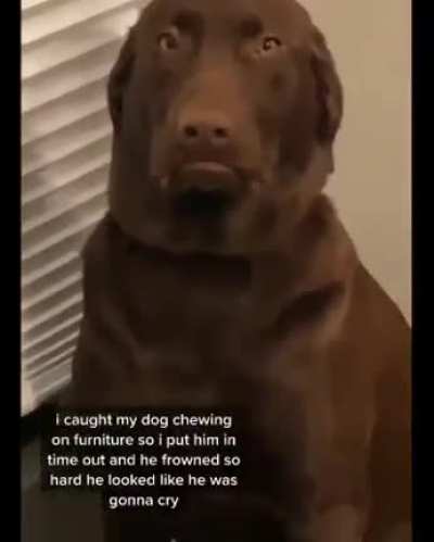 That&rsquo;s one expressive dog