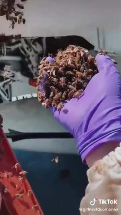 Beekeeper rescues a swarm of bees on the USS Midway