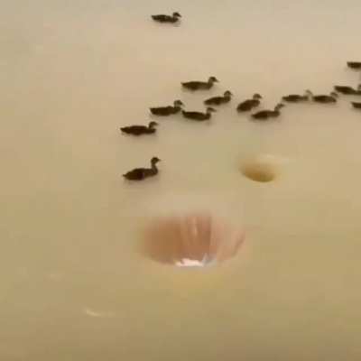 Duck's