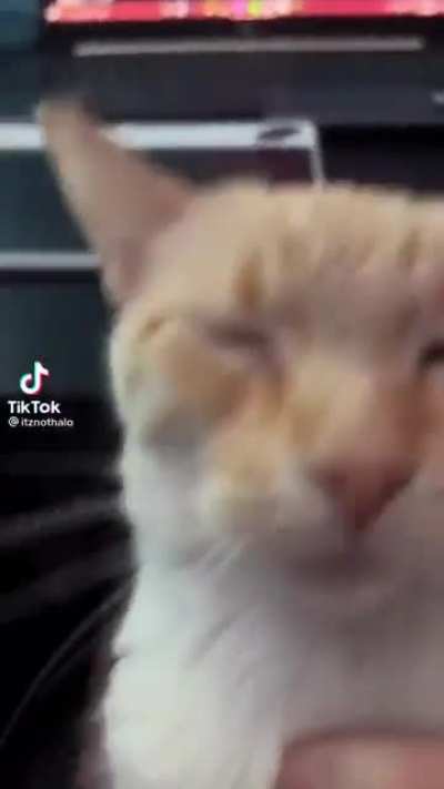 the cat