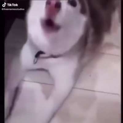 Dog siren