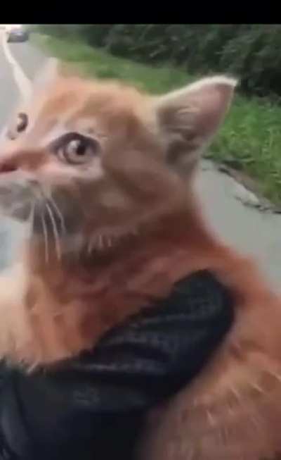 the kitten is frien