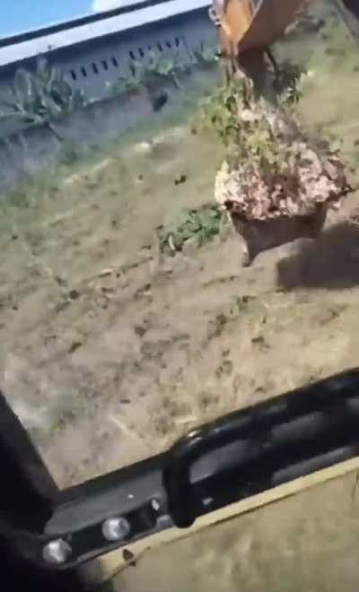 Guy destroys hornet&rsquo;s nest with a rear actor, nobody knows if he&rsquo;s alive or not