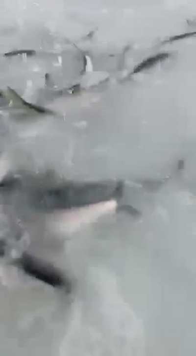 Сельдь. Нерест. Сахалин