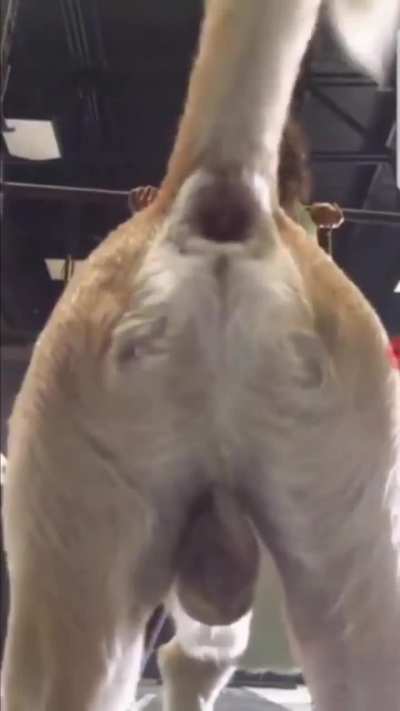 what an ass