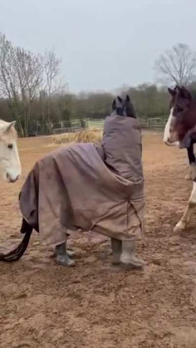 Fake horse