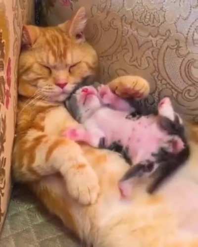 Napping Cuties