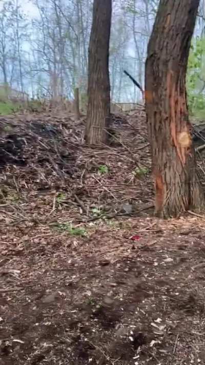 Me successfully throwing an axe into a tree