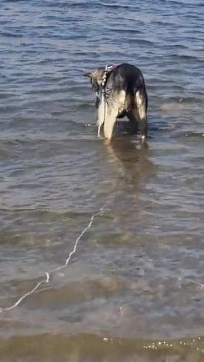 For some reason my dog loves fishing for rocks