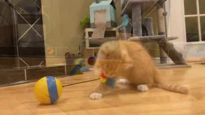 My kitten&rsquo;s arch nemesis