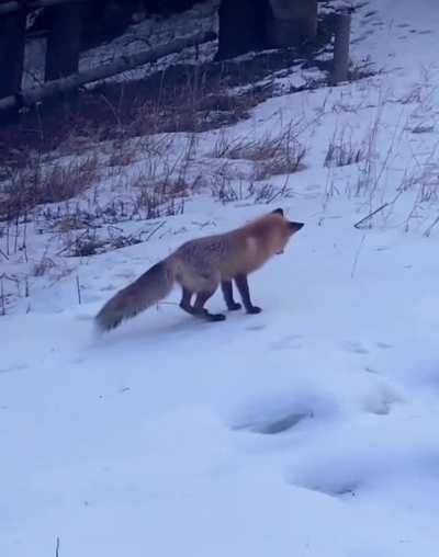 Foxes use their exceptional hearing to listen and detect animals scurrying around up to 3 feet under the snow - and their high jump to surprise and catch that animal is called &ldquo;mousing&rdquo;.