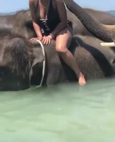 Et tu Elephantus