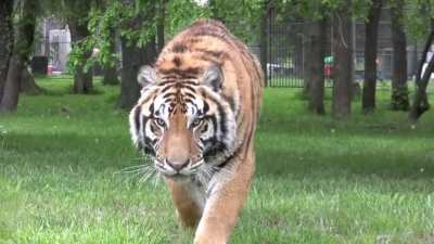 POV: You stopped looking at the tiger.