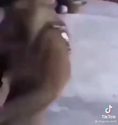 nodders