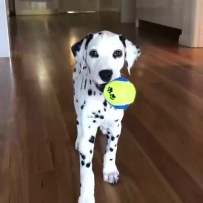 W-wanna play...?