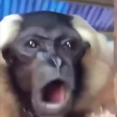 Monke bruh