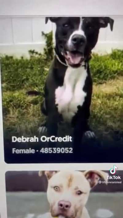 Shelter dog names