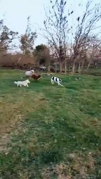 Caniche vegano