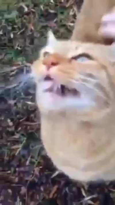 meowowowow