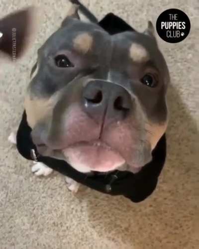 woof irl
