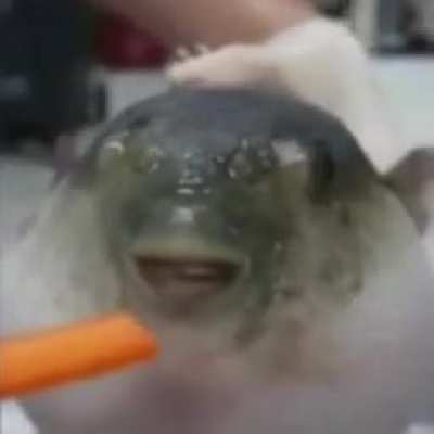 Fish Bakamitai