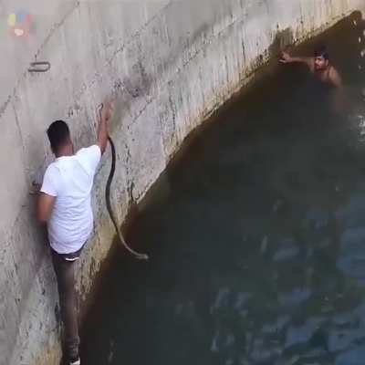 Cobra and swimming is a very bad combination